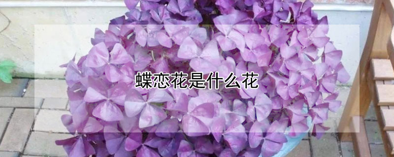 蝶恋花是什么花（蝶恋花是啥）