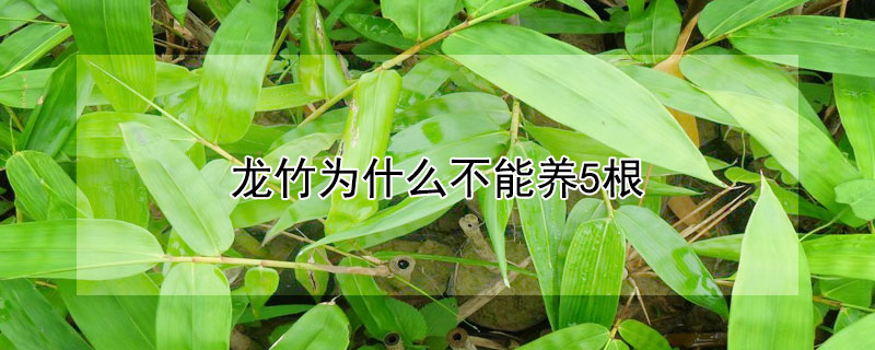 龙竹为什么不能养5根（龙竹养几支）
