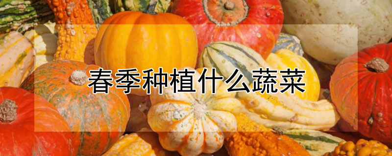 春季种植什么蔬菜 春季该种什么蔬菜