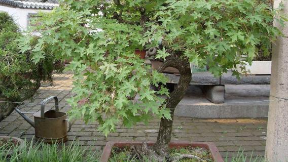 枫树盆景怎么养护 枫树盆景怎么养护视频