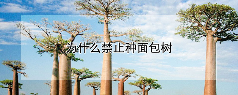 为什么禁止种面包树 面包树好种吗