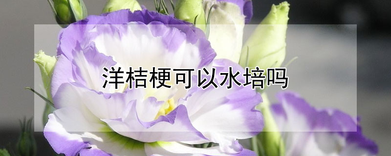 洋桔梗可以水培吗 洋桔梗可以水培吗视频