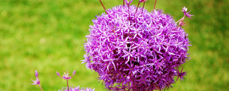 荷兰大花葱有毒吗（荷兰大花葱好养吗）