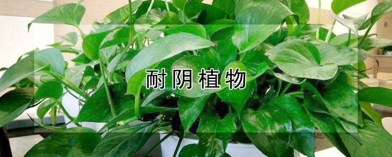 耐阴植物 耐阴植物有哪些