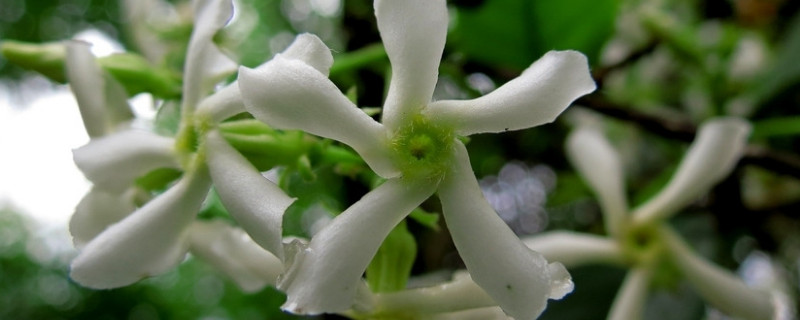 络石和风车茉莉的区别 风车茉莉和普通茉莉有什么区别