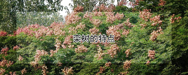 栾树的特点（栾树的特点是什么）