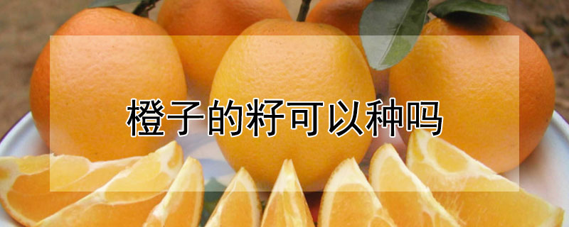 橙子的籽可以种吗（橙子籽能种出来橙子树吗）