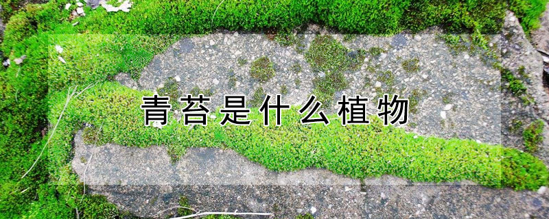青苔是什么植物（青苔是什么植物的种子）
