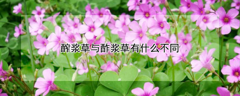 醡浆草与酢浆草有什么不同 酸浆草酢浆草的区别