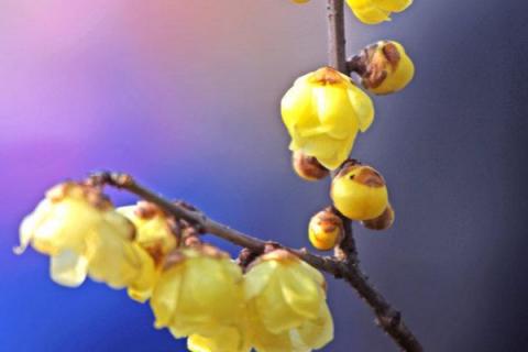 腊梅需要醒花吗