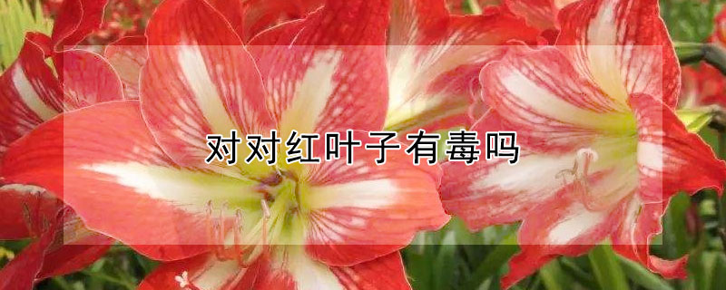 对对红叶子有毒吗 对红叶子能吃吗