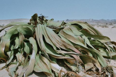 植物界超级寿星是什么