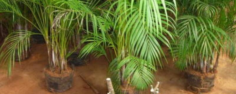 凤尾葵怎么繁殖（凤尾葵怎么繁殖的）