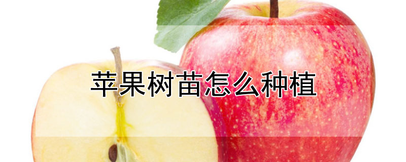 苹果树苗怎么种植 苹果树苗怎么种植方法