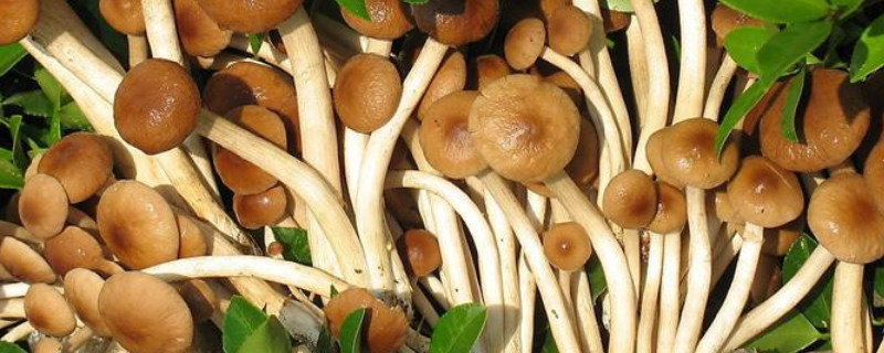 食用菌种植方法 食用菌种植方法有哪些