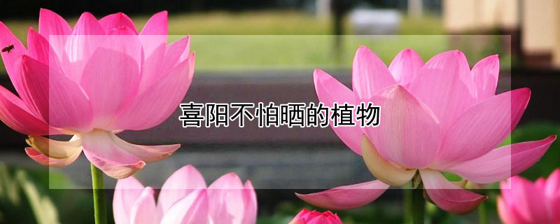 喜阳不怕晒的植物 喜阳不怕晒的植物家养