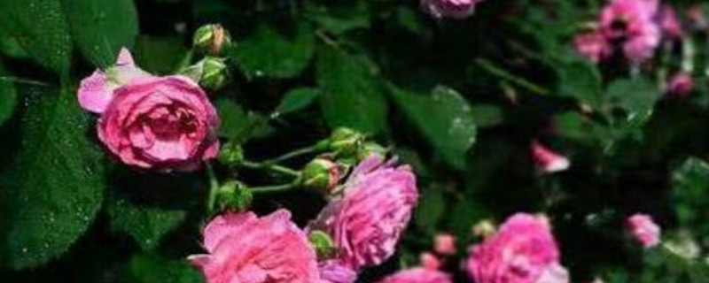 红木香黄叶怎么办 红木香花叶子变黄怎么办