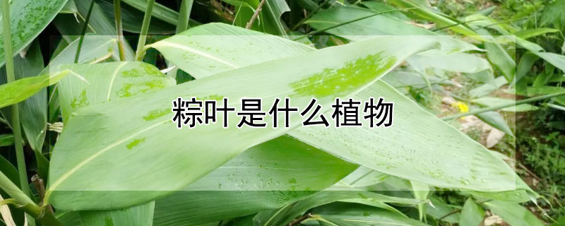 粽叶是什么植物（粽叶是什么植物的叶子?箬叶和粽叶有区别吗?）