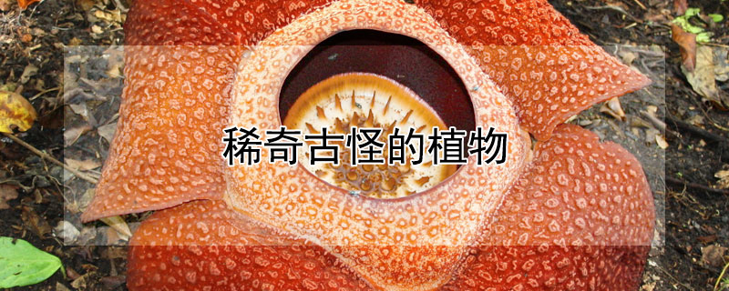 稀奇古怪的植物（100种稀奇古怪的植物）