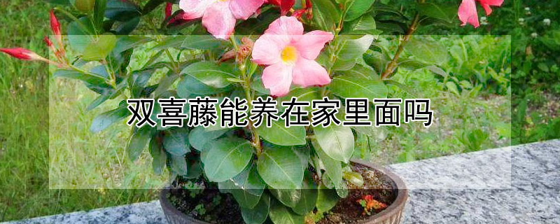 双喜藤能养在家里面吗（双喜藤能养在家里面吗）