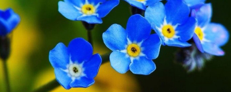 勿忘我怎么栽种 勿忘我的种植条件和种植方法