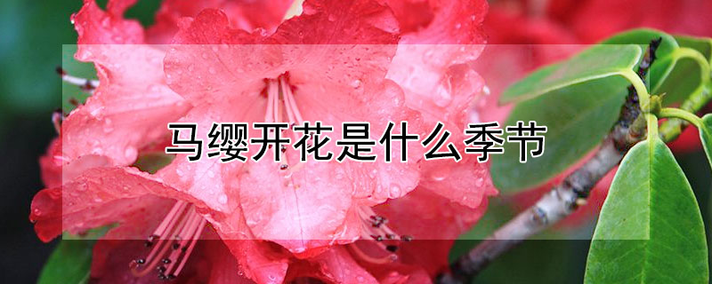 马缨开花是什么季节（马缨什么时候开花季节）