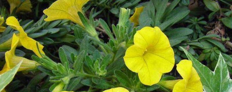 舞春花叶子黄怎么办 舞春花干枯怎么办