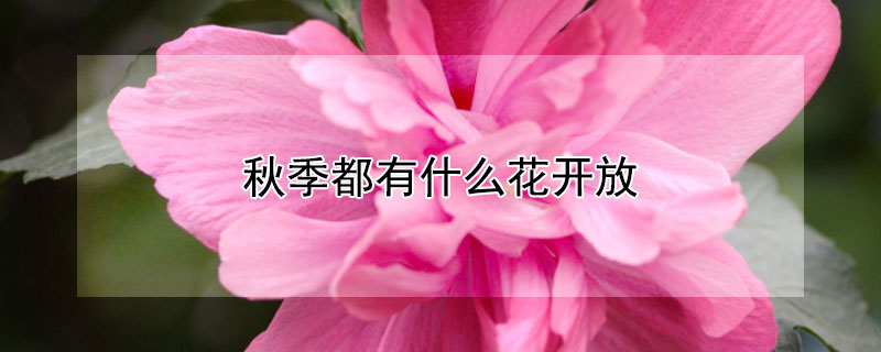 秋季都有什么花开放（秋天有哪种花开放）