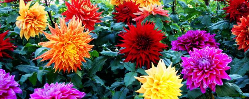 大丽花和地瓜花的区别（小丽花是地瓜花吗）