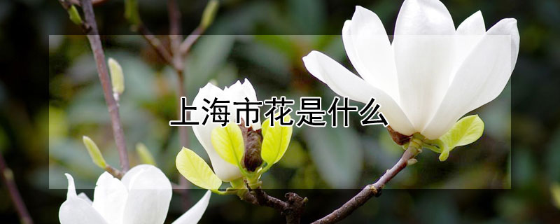 上海市花是什么 上海市花是什么花图片