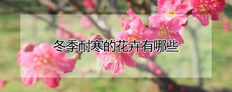 冬季耐寒的花卉有哪些 冬天耐寒的花卉有哪些