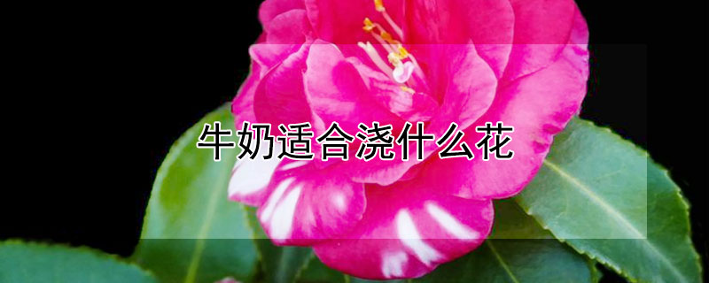 牛奶适合浇什么花（牛奶适合浇哪些花）