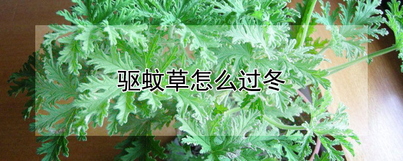 驱蚊草怎么过冬（驱蚊草过冬吗?）