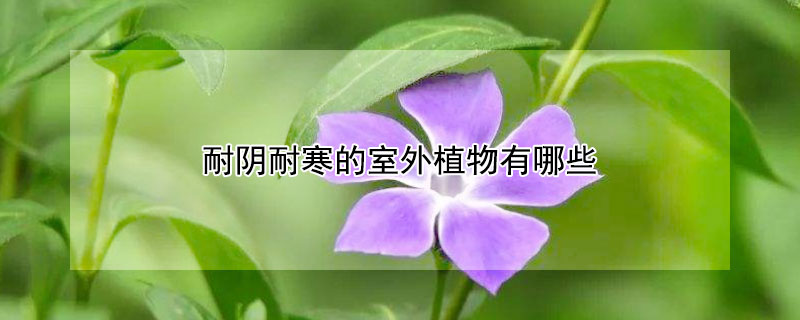 耐阴耐寒的室外植物有哪些 耐阴耐寒的室外植物有哪些种类