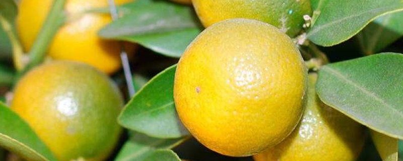 盆栽金桔枝条发黑干枯（盆栽金桔枝条发黑干枯底部是绿）