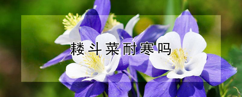 耧斗菜耐寒吗（篓斗菜耐寒吗）