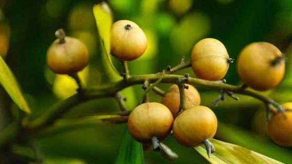 豆蔻是什么 豆蔻是什么意思