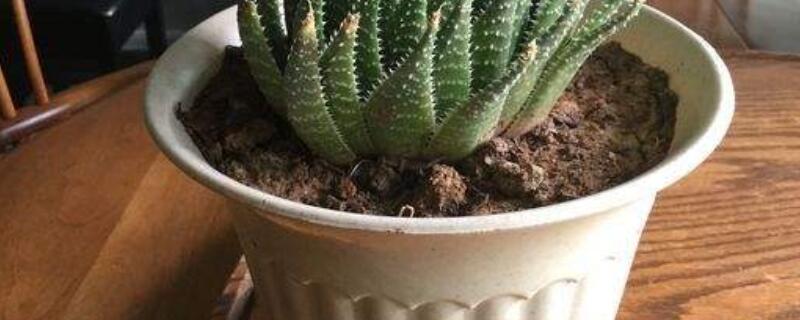 波露烂根了怎么处理（波露根烂了之后如何发根）