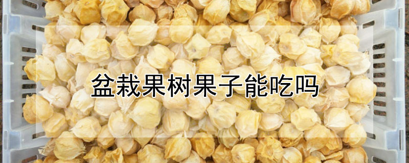 盆栽果树果子能吃吗 盆栽果树可以吃吗