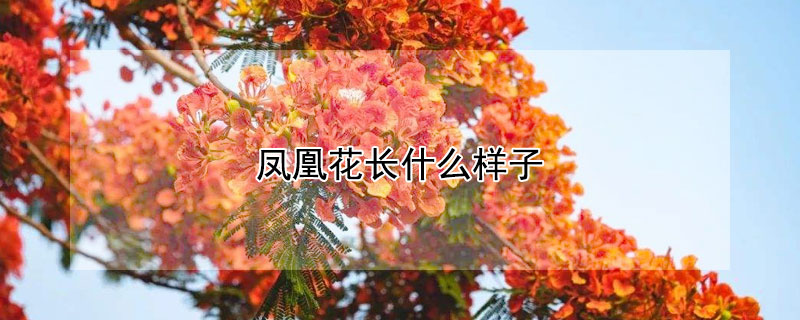 凤凰花长什么样子（凤凰花长什么样子?）