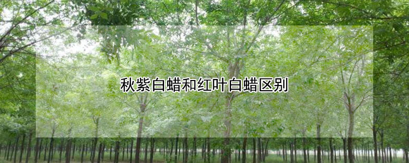 秋紫白蜡和红叶白蜡区别（秋紫白蜡和红叶白蜡区别在哪）