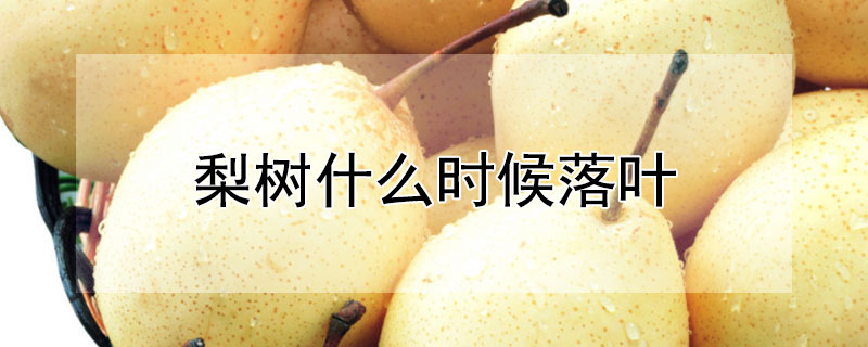 梨树什么时候落叶 梨树什么时候落叶子