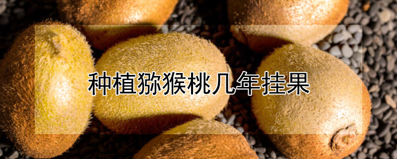 种植猕猴桃几年挂果 种植猕猴桃几年挂果一颗长果吗