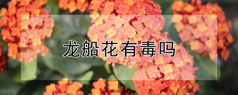 龙船花有毒吗 龙船花有毒吗?