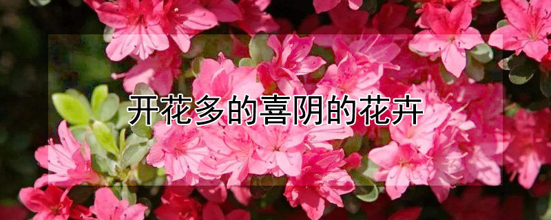 开花多的喜阴的花卉 开花多的喜阴的花卉有哪些