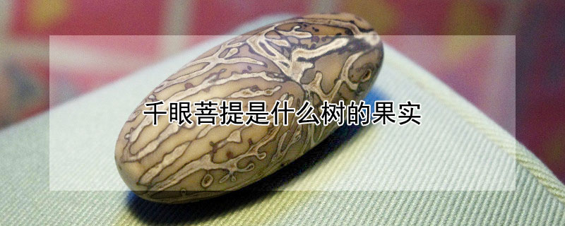千眼菩提是什么树的果实（千眼菩提是什么树的果实类型）