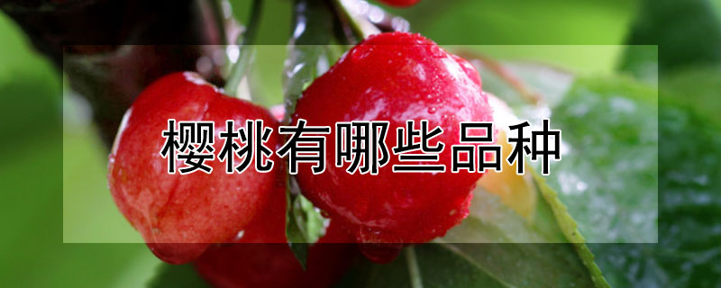 樱桃有哪些品种 樱桃有哪些品种和图片