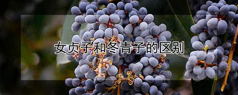 女贞子和冬青子的区别 女贞子和冬青子的区别图片