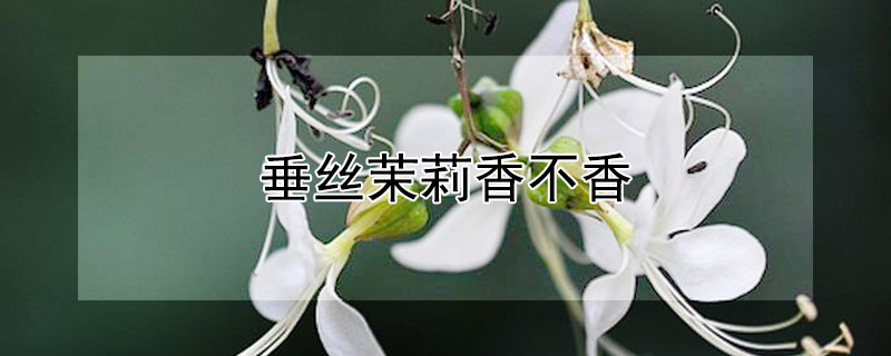 垂丝茉莉香不香（银丝茉莉香不香）