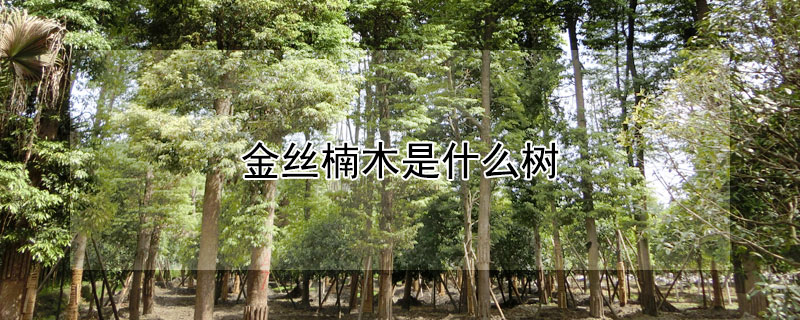 金丝楠木是什么树（金丝楠木是什么树种叫什么名称）